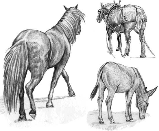 draw horse hindquarters