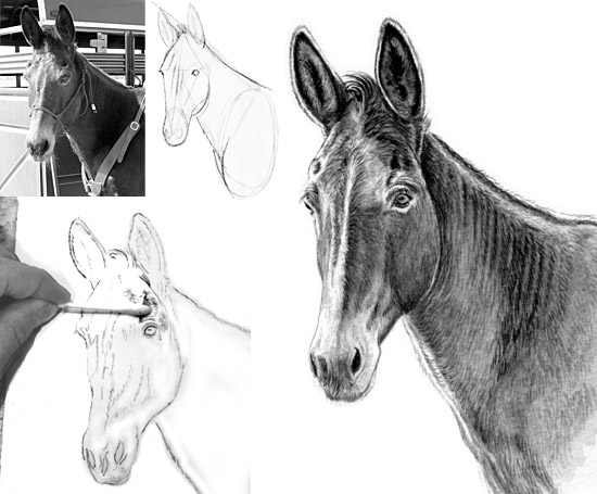 learn to draw a mule