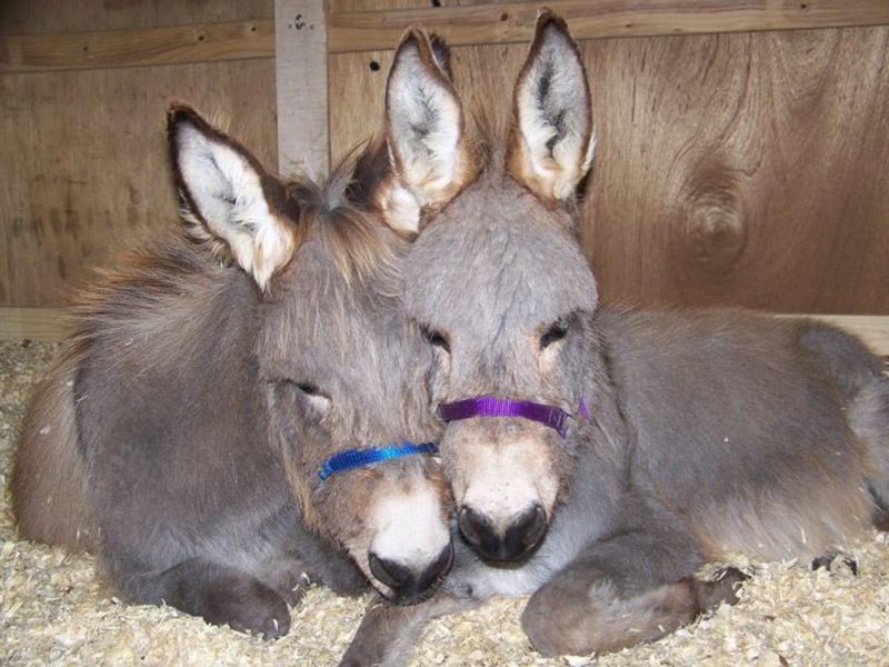 furry donkey friends
