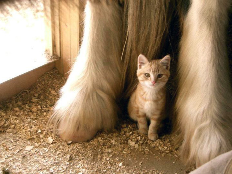 kitten and horse