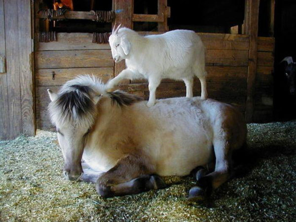 goat riding pony
