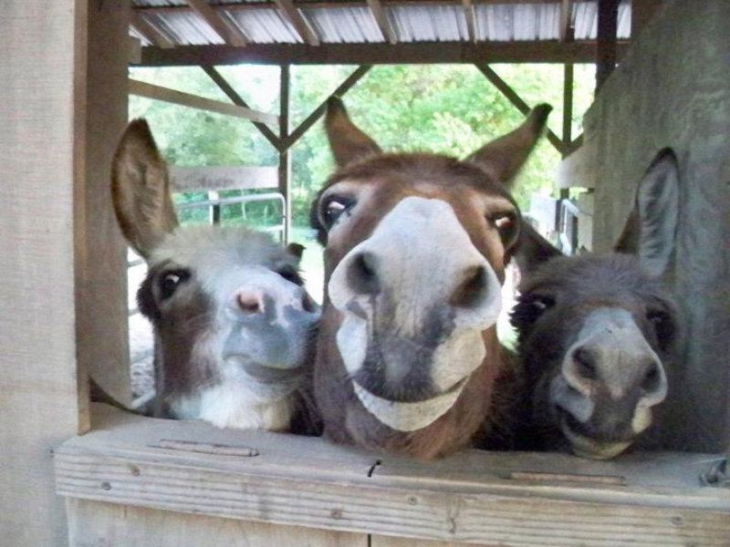 donkeys greeting