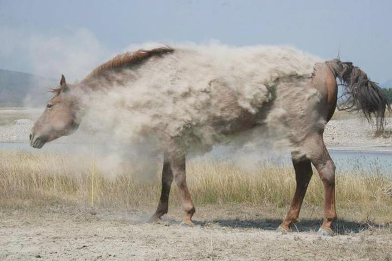 dusty horse