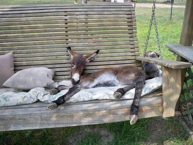 donkey sleeping on swing